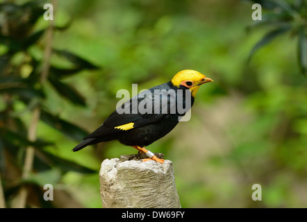 schöne männliche Golden-crested Myna (Ampeliceps Coronatus) in Thai Wald Stockfoto