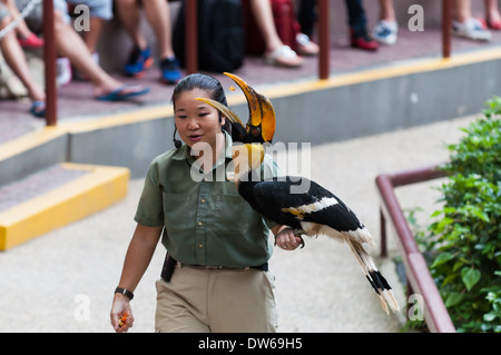 Ein Tiertrainer zeigt einen Vogel dem Publikum Jurong Bird Park in Singapur. Stockfoto