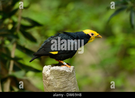 schöne männliche Golden-crested Myna (Ampeliceps Coronatus) in Thai Wald Stockfoto