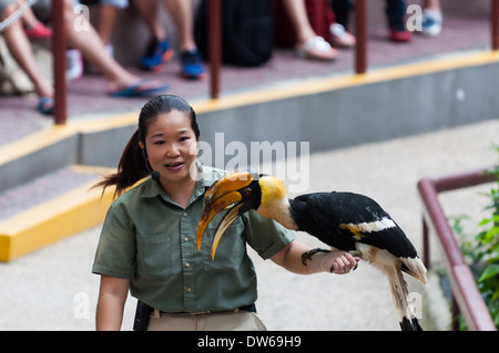 Ein Tiertrainer zeigt einen Vogel dem Publikum Jurong Bird Park in Singapur. Stockfoto