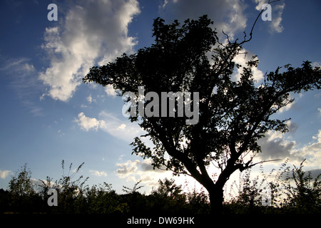 Einzelne Bäume vor dem Abendhimmel im Taunus Stockfoto