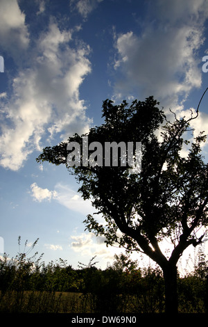 Einzelne Bäume vor dem Abendhimmel im Taunus Stockfoto