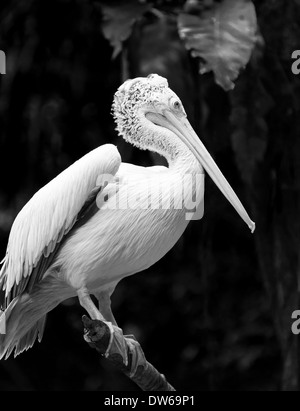 Spot-billed Pelikan im Zoo von Singapur. Stockfoto