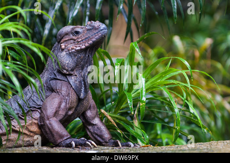 Ein Rhinozeros-Leguan (Cyclura Cornuta) sonnt sich im Sonnenlicht auf einem Felsen im Zoo von Singapur. Stockfoto