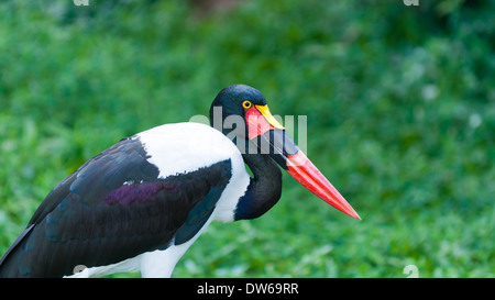 Sattel – abgerechnet Störchin (Nahrung Senegalensis) im Jurong Bird Park in Singapur. Stockfoto