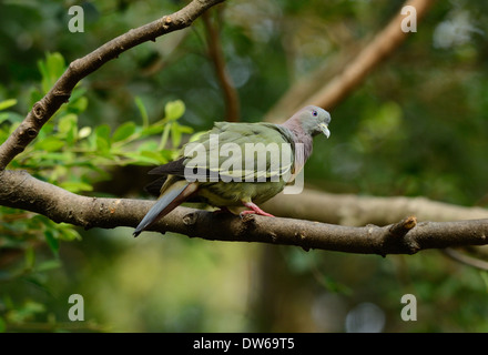 schöne männliche Pink-necked grün-Taube (Treron Vernans) Possing auf Ast Stockfoto