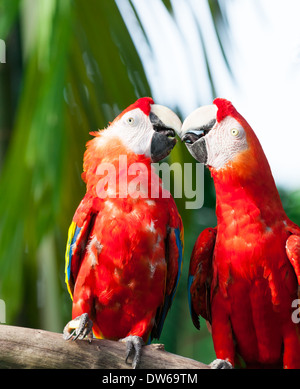 Hellroten Aras (Ara Macao) im Jurong Bird Park in Singapur. Stockfoto