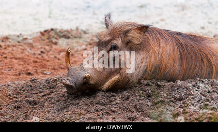 Ein Warzenschwein (Phacochoerus Africanus) wälzt sich im Schlamm im Zoo von Singapur. Stockfoto