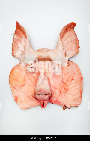 Abgeflacht Schweine Gesicht oder Kopf auf weißem Hintergrund Stockfoto