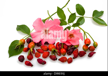 Blüten und Früchte der Heckenrose Stockfoto