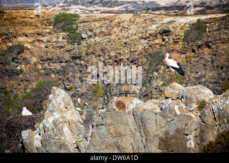 Störche auf einem Felsen an der westlichen Küste von Portugal. Horizontalen Schuss Stockfoto