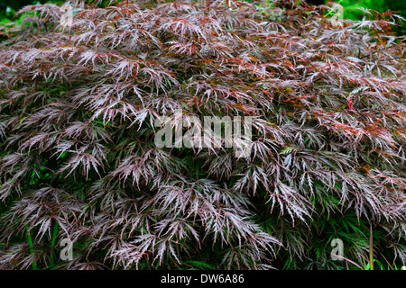 Acer Palmatum Dissectum Garnet lila Laub Sträucher orientalische Ahorne japanische Laub Blätter Baum Stockfoto