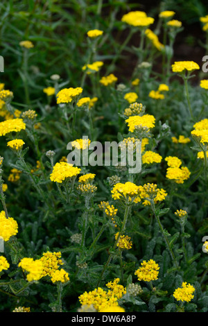 Achillea Tomentosa Maynards Gold gelbe Blumen Blume Blüte mehrjährige wollig Schafgarbe Erdbeerbaum- Stockfoto