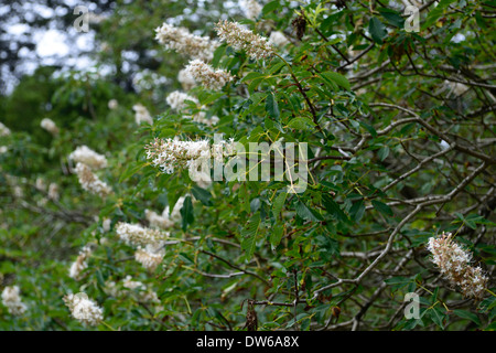 Aesculus Californica Kalifornien Buckeye weiße Blumen Blume Baum Blütenstrauch Stockfoto