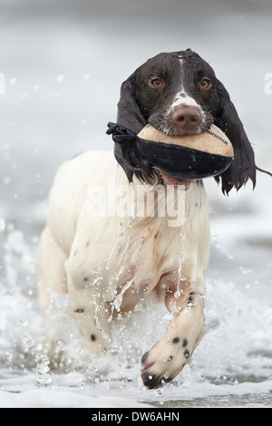 Englisch Springer Spaniel Hund abrufen eine Trainingspuppe aus Wasser Stockfoto