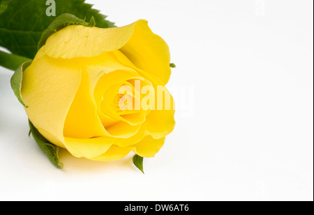 Schöne gelbe Rose auf weißem Hintergrund Stockfoto