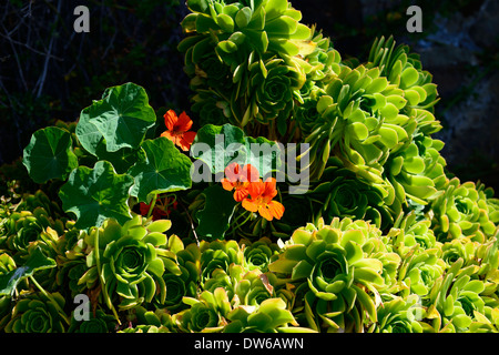 Alcatraz Garten Aeonium Kapuzinerkresse orange Blumen Blume Blüte Gefängnis Justizvollzugsanstalt Insel Farbe bunte Farbe Stockfoto