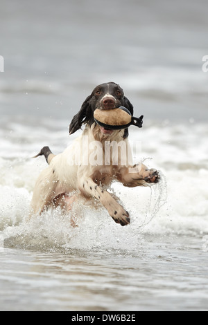 Englisch Springer Spaniel abrufen eine Trainingspuppe aus Wasser Stockfoto