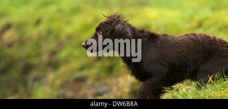Working cocker spaniel zum Abrufen von fokussiert Stockfoto