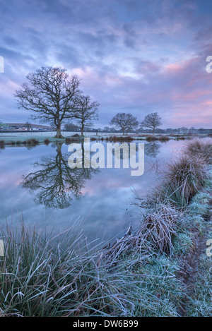 Frostigen Wintermorgen neben einem ländlichen Teich, Morchard Road, Devon, England. Winter (Januar) 2014. Stockfoto