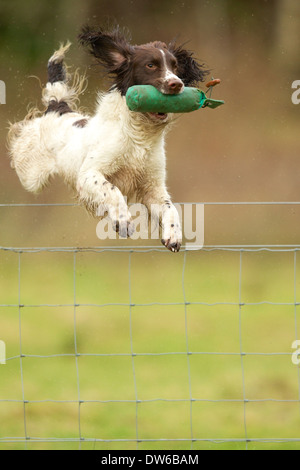 Englisch Springer Spaniel einen Zaun zu springen, während eine Trainingspuppe abrufen Stockfoto