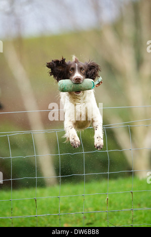 Englisch Springer Spaniel einen Zaun zu springen, während eine Trainingspuppe abrufen Stockfoto