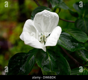 Cornus Kousa Venus weiße Blumen Hartriegel Hartriegel Blüte Blüte laubabwerfende Sträucher Stockfoto