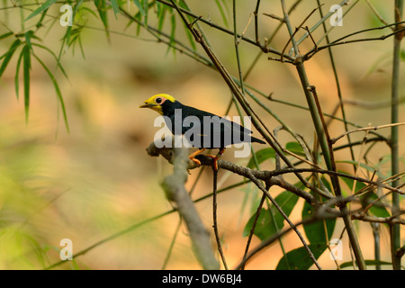 schöne männliche Golden-crested Myna (Ampeliceps Coronatus) in Thai Wald Stockfoto