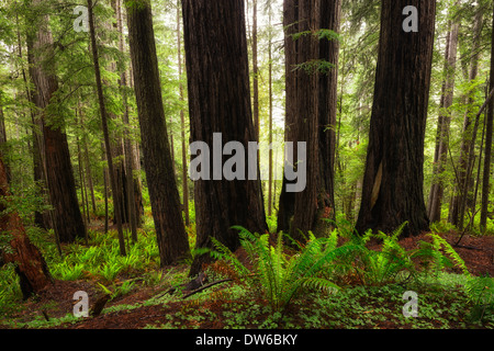 hoch aufragende Redwood Baum Bäume Stamm del Norte coastal Redwoods Wald dichten wuchs Blüte Sonnenaufgang Glühen Stockfoto