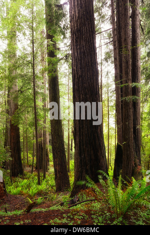 hoch aufragende Redwood Baum Bäume Stamm del Norte coastal Redwoods Wald dichten wuchs Blüte Sonnenaufgang Glühen Stockfoto