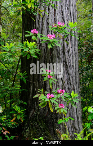 Rhododendron Rhododendron Blüten blühen Redwood Stamm del Norte coastal Redwoods Wald dichten wuchs Blüte Stockfoto