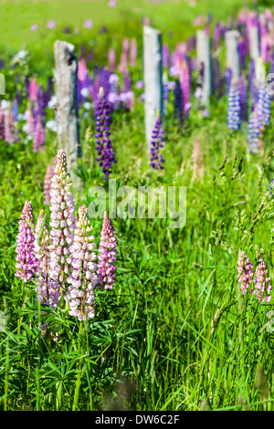 Lupinen wachsen wild und blühende entlang der Straßen und Bäche oder ländlichen Prince Edward Island, Kanada. Stockfoto