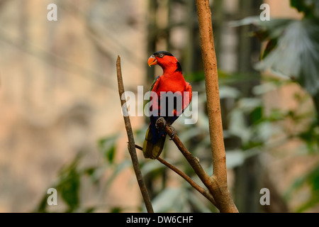 schöne Frauenlori (Lorius Lory) am Walde Stockfoto