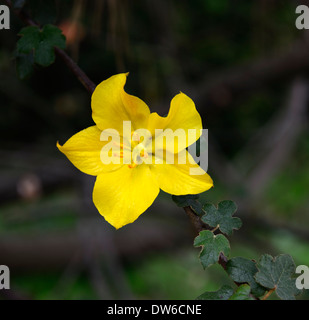 Fremontia Fremontodendron Kalifornien Herrlichkeit gelbe Blume Blumen Blüte duftenden duftenden Strauch immergrün flannelbush Stockfoto