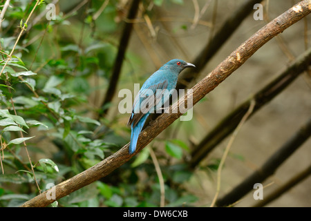 schöne weibliche asiatische Märchen Bluebird (Irena Puella) ruhen im Zweig Stockfoto