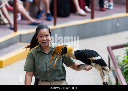 Vogelschau im Zoo von Singapur. Stockfoto