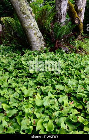 Maianthemum Dilatatum Rhododendron Birke Baum Mix gemischte Pflanzung Kombination Schatten schattige schattigen Garten am Meer Stockfoto