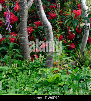 Maianthemum Dilatatum Rhododendron Vulcan Birke Baum Mix gemischte Pflanzung Kombination Schatten schattige schattigen Garten am Meer Stockfoto