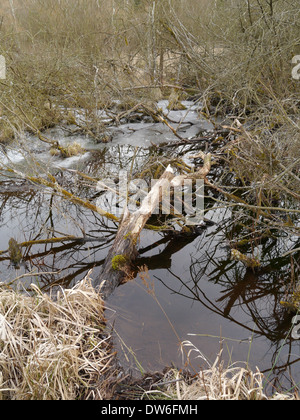 Gefrorene Biber Teich mit gefällten Weide Strauch Stockfoto