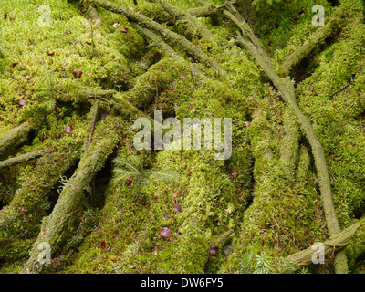 Gefallenen Moos bedeckt Tannenzweigen liegen auf dem Waldboden Stockfoto