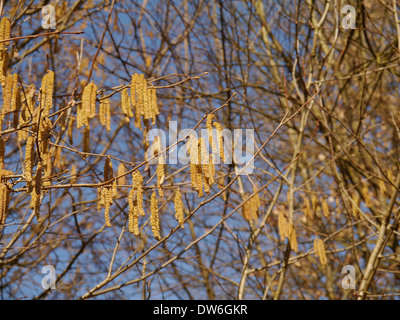 Haselnuss Baum mit Kätzchen Stockfoto