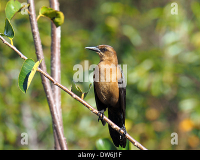 Weibliche Boat-Tailed Grackle thront auf einem Ast. Stockfoto