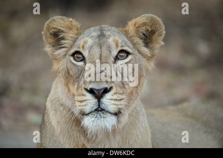 Young Cub Posen vor der Kamera in Sasan Gir von Gujarat Stockfoto