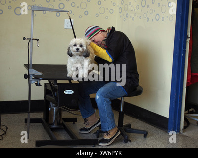 Frau pflegt Shih Tzu Bichon Frise Mischling (a/k/a Teddybär oder Zuchon oder Shih-Chon) in einer Tierhandlung, New York, USA Stockfoto