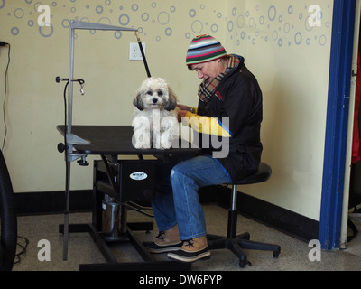 Frau pflegt Shih Tzu Bichon Frise Mischling (a/k/a Teddybär oder Zuchon oder Shih-Chon) in einer Tierhandlung, New York, USA Stockfoto