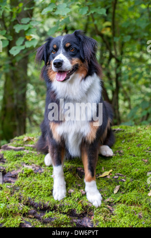 Ein Border-Collie sitzt auf einem moosigen Bank im Wald. Stockfoto