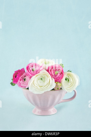 Ranunculus Blumen in eine rosa Tasse auf blau strukturierten Hintergrund und Kopie Lichtraum Stockfoto