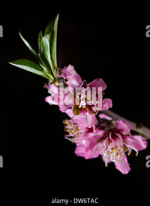 Wählen Sie Pfirsichbaum Blumen in einem Pfirsich-Obstgarten in der Nähe von Marysville, Kalifornien. Stockfoto