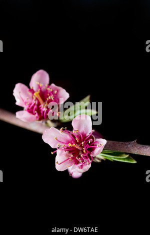 Wählen Sie Pfirsichbaum Blumen in einem Pfirsich-Obstgarten in der Nähe von Marysville, Kalifornien. Stockfoto