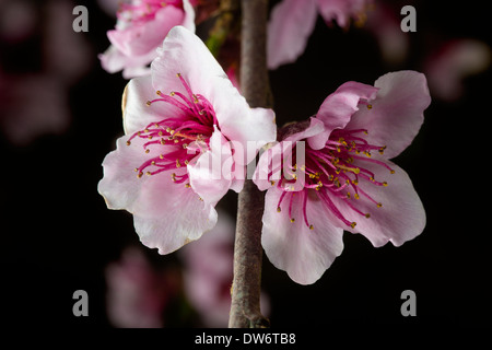 Wählen Sie Pfirsichbaum Blumen in einem Pfirsich-Obstgarten in der Nähe von Marysville, Kalifornien. Stockfoto